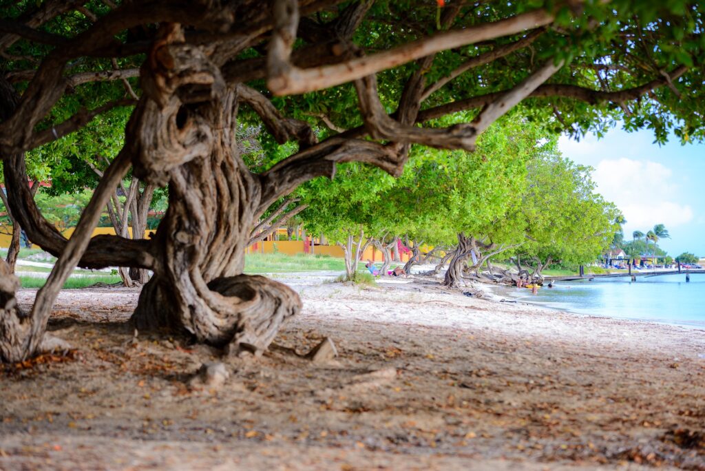 Surfside Beach twisted tree